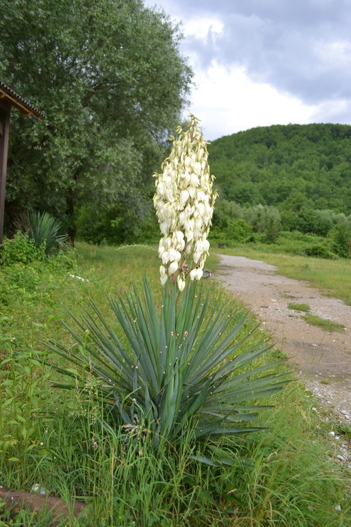 флора.июнь.