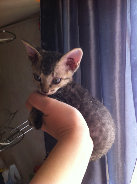 Отдам котят