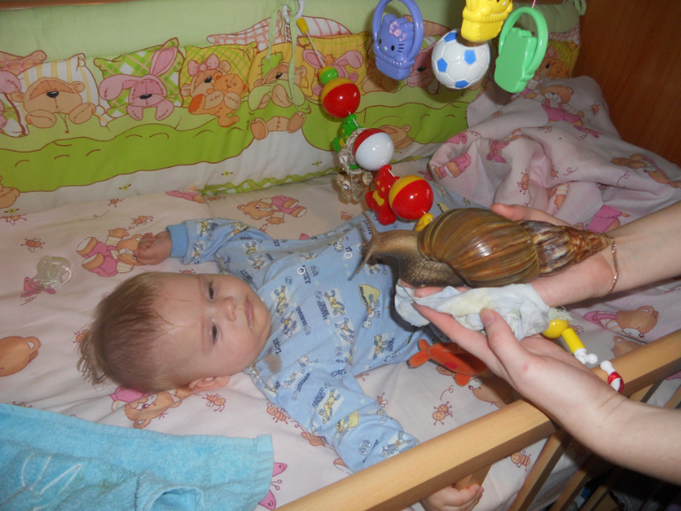 улитка
