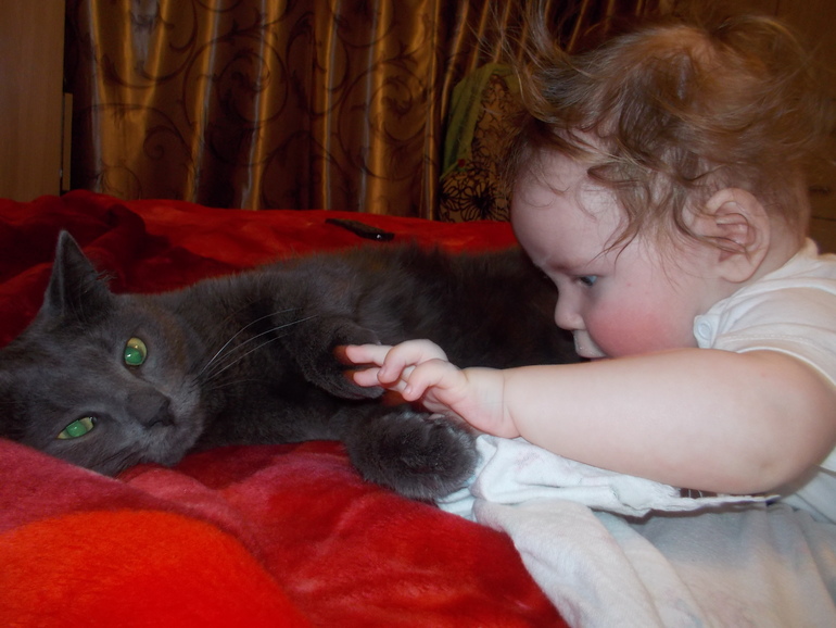 Кот