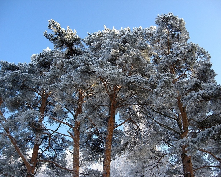 3 и 4 дни ТН Весна