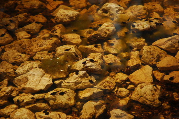 Одноночный многодетный поход