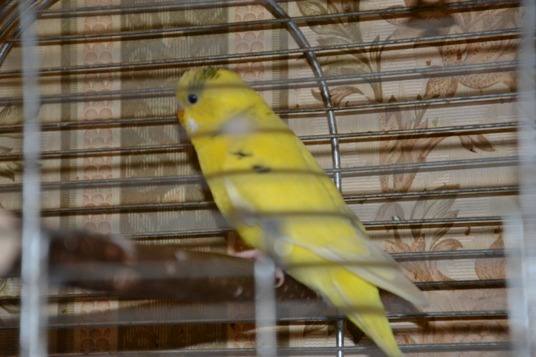 Птенцы волнистых попугайчиков