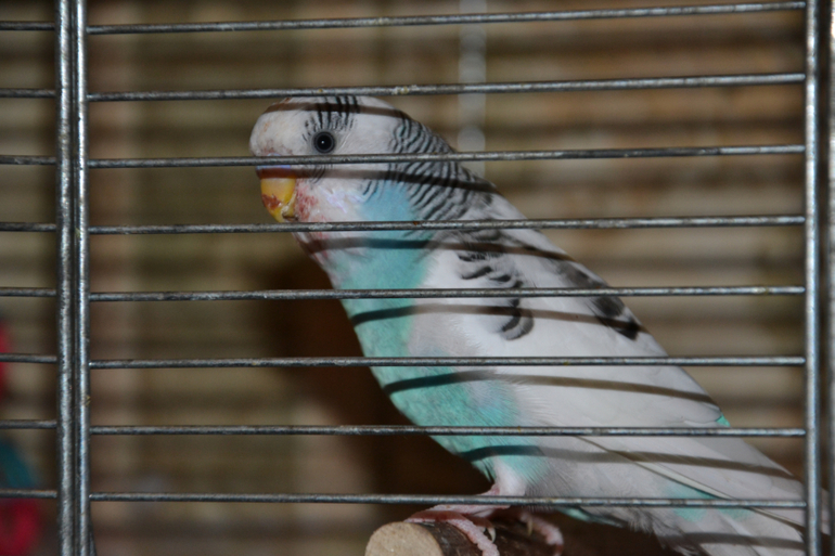 Птенцы волнистых попугайчиков