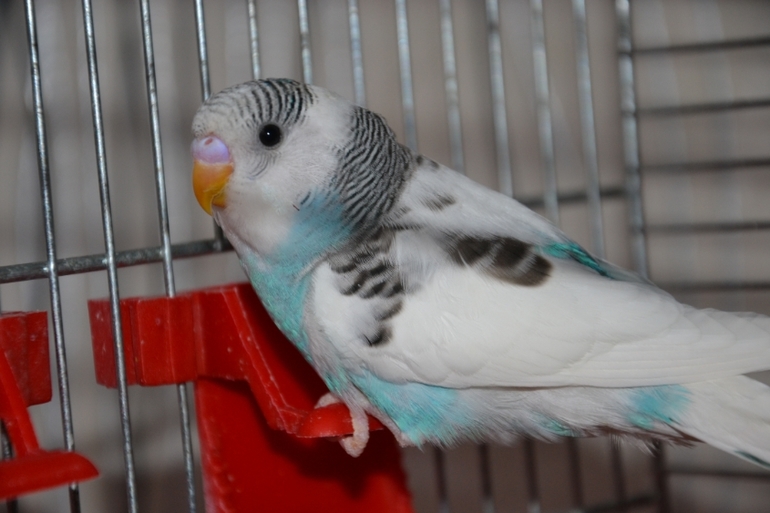 Птенчики (осталось трое, но и те скоро переедут в новый дом)