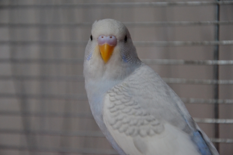 Птенчики (осталось трое, но и те скоро переедут в новый дом)