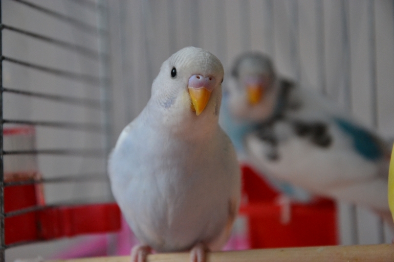 Птенчики (осталось трое, но и те скоро переедут в новый дом)