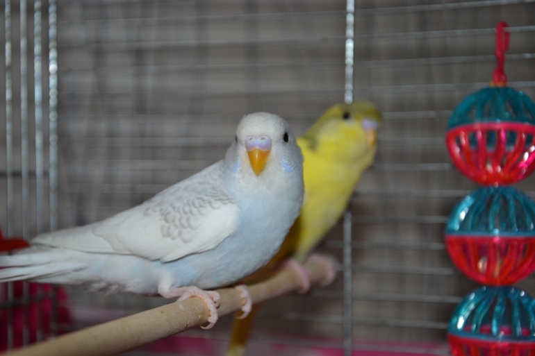 Птенчики (осталось трое, но и те скоро переедут в новый дом)