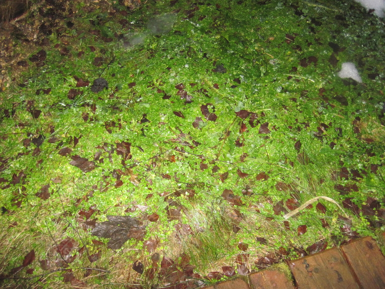 Такие странные каникулы.