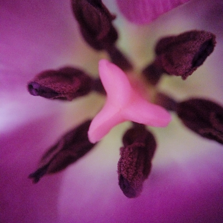 Телефонофотострасть