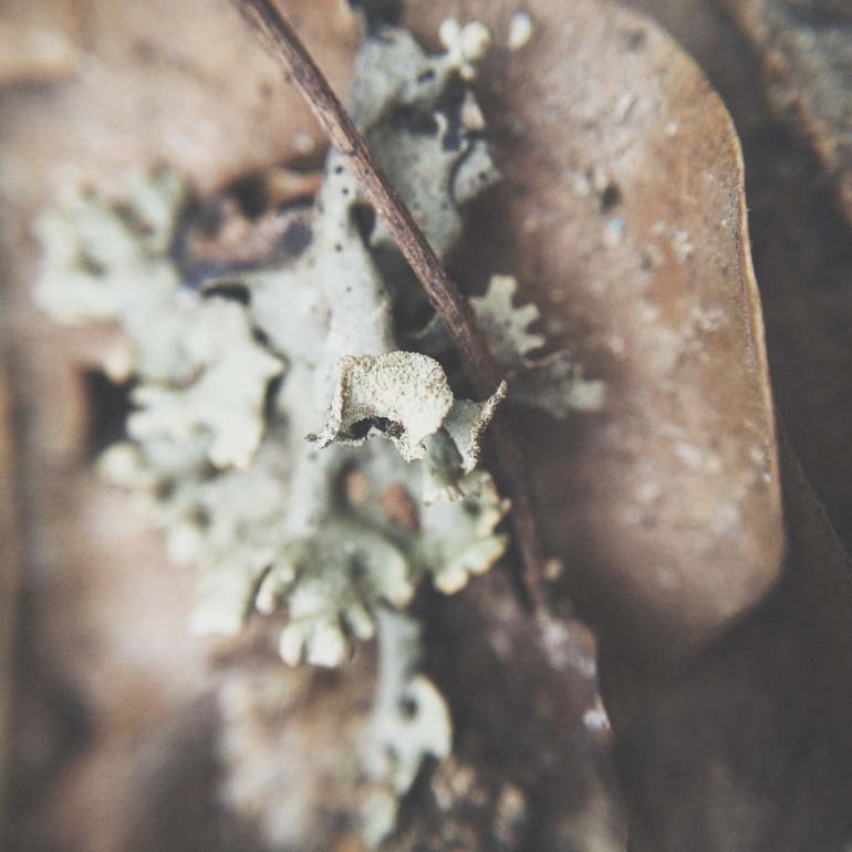 Телефонофотострасть