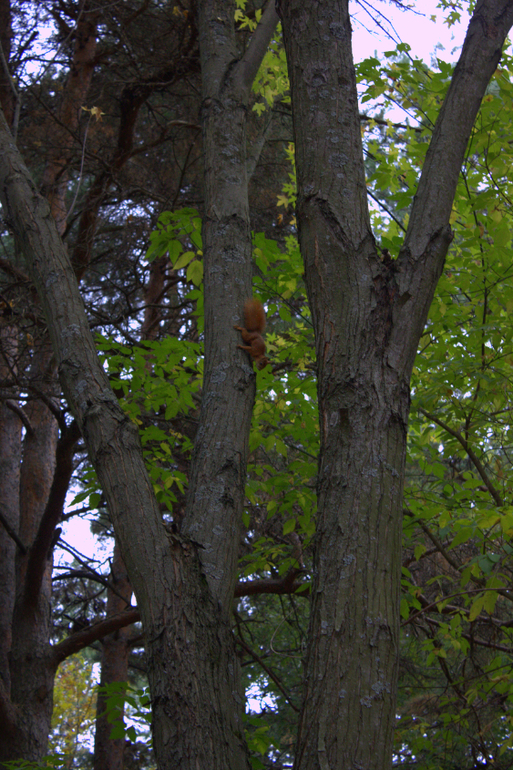 Минск. Осень 2013 г