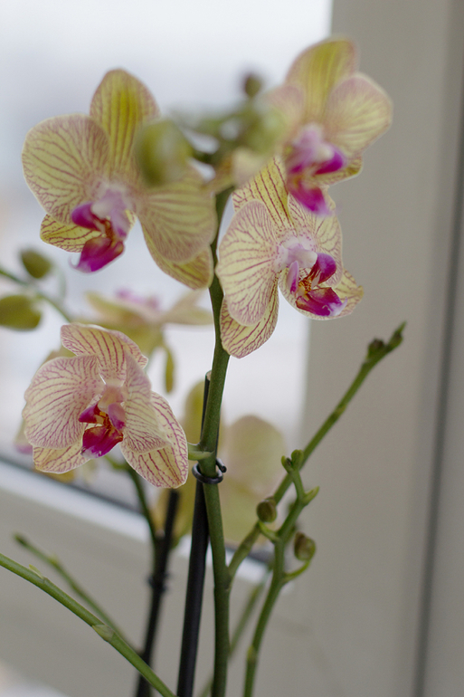 Моя красавица