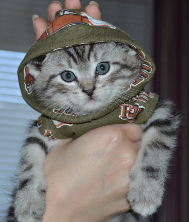 Тигрику 2 месяца)))