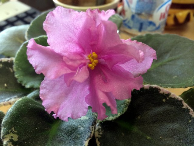 Мои цветущие растюшки