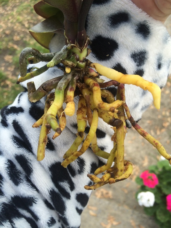 У меня сегодня праздник))