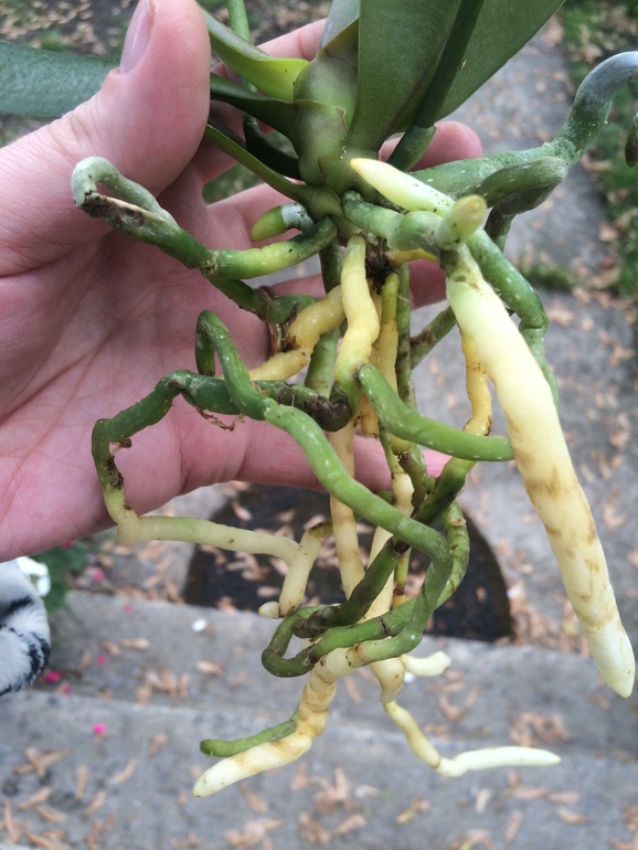 У меня сегодня праздник))