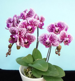 У меня сегодня праздник))