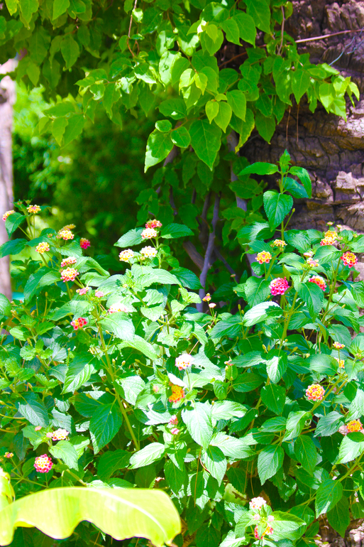 Catamaran Resort отель 5* Турецкая Республика, Средиземноморский регион, Провинция Анталья, Кемер (район), Бельдиби