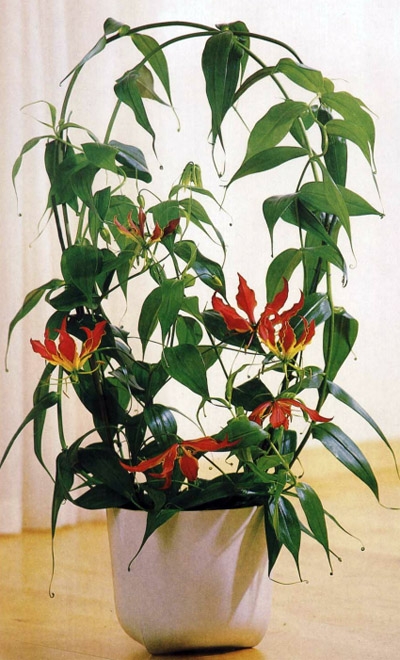 Неизвестные, но уже любимые!