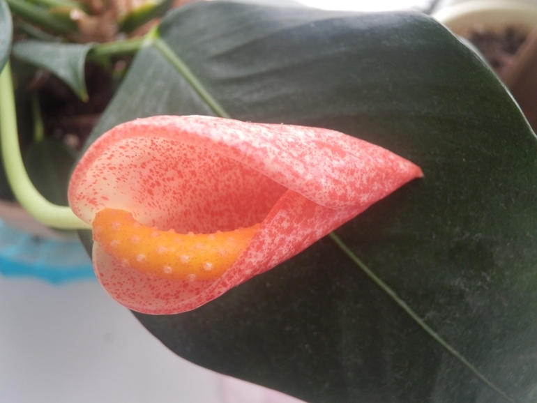 Зеленые жители