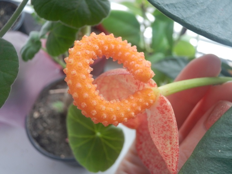 Зеленые жители