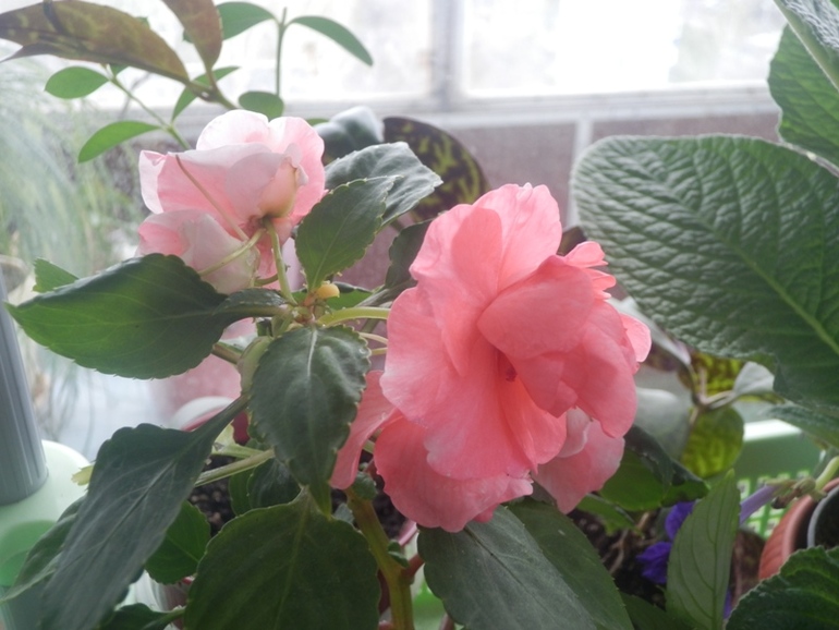 Зеленые жители