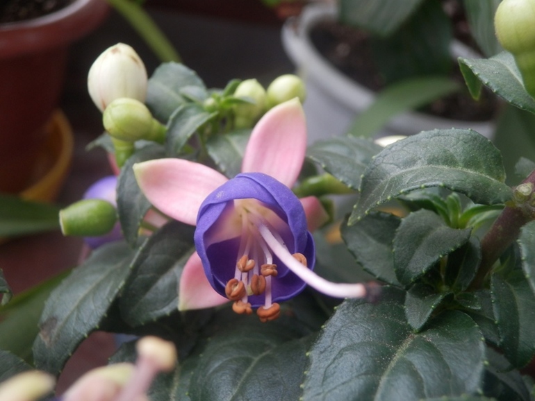 Зеленые жители