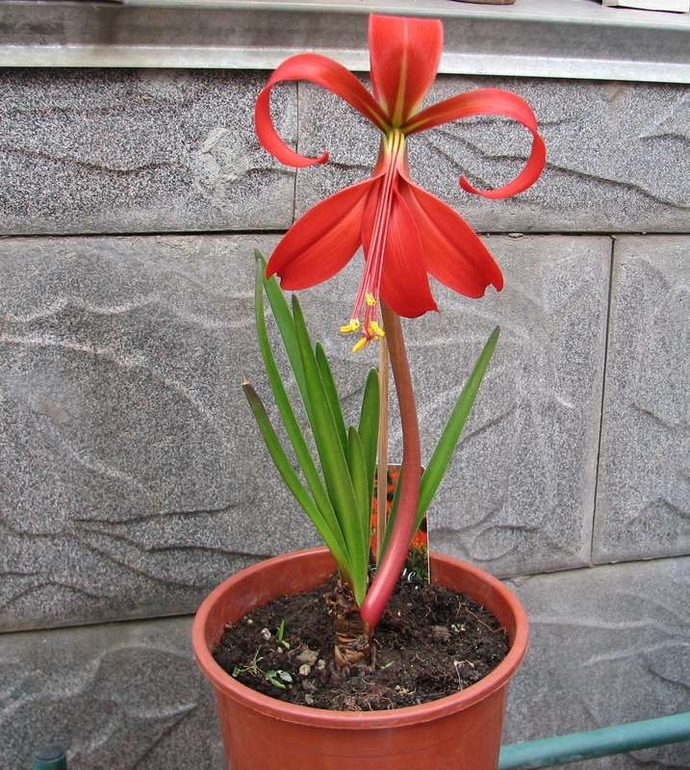 Неизвестные, но уже любимые!