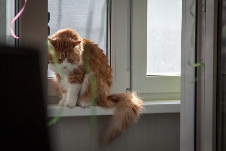 #вовкегод. День рожденья.