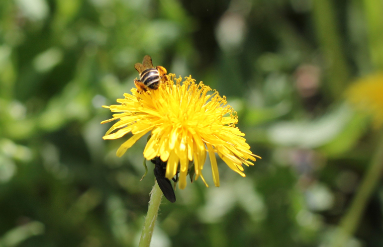 Насекомушки