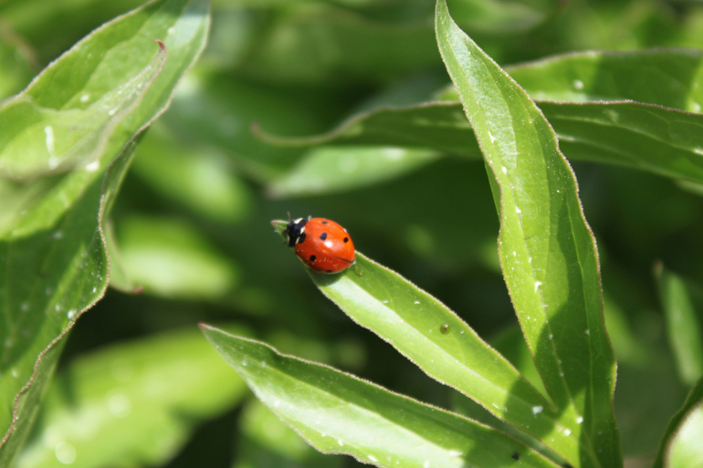 Насекомушки