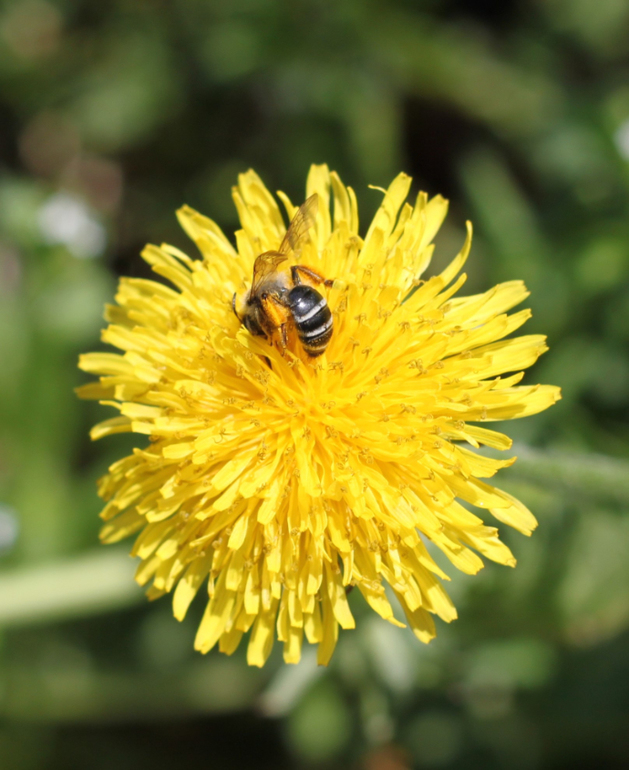 Насекомушки