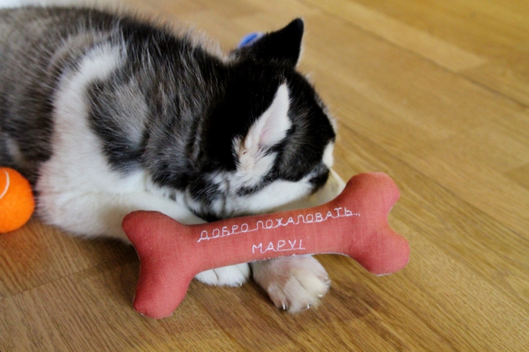 Новый житель в нашем доме- Мару!)