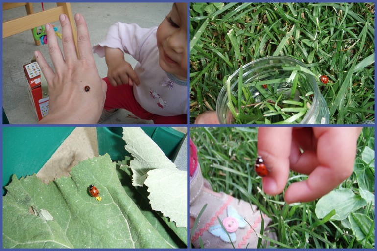 ТН "Насекомые" . День 4 - Божья коровка