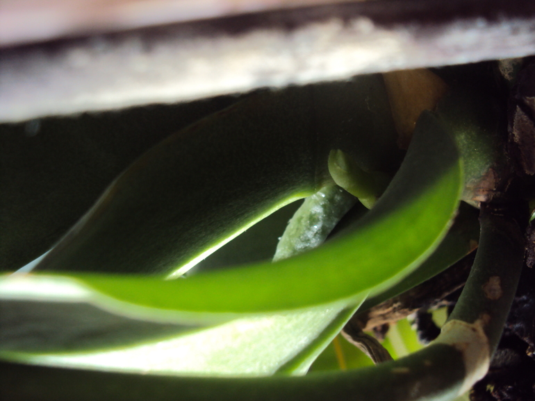 Мы с орхидеей никак не успокоимся)))