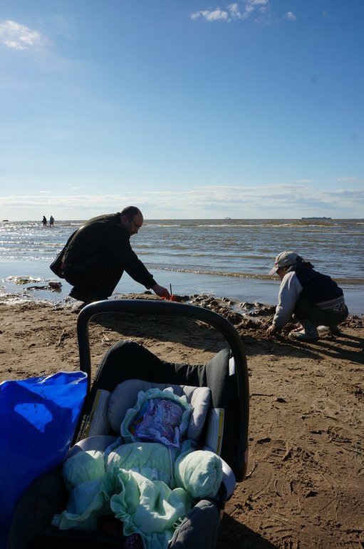 Наше прогулочное, или твердое