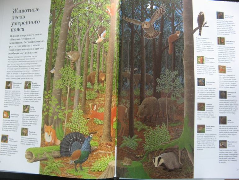 Большая книга о лесах и деревьях