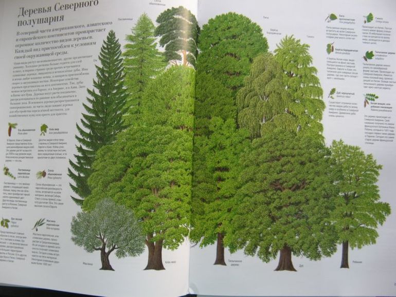 Большая книга о лесах и деревьях