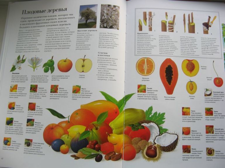 Большая книга о лесах и деревьях