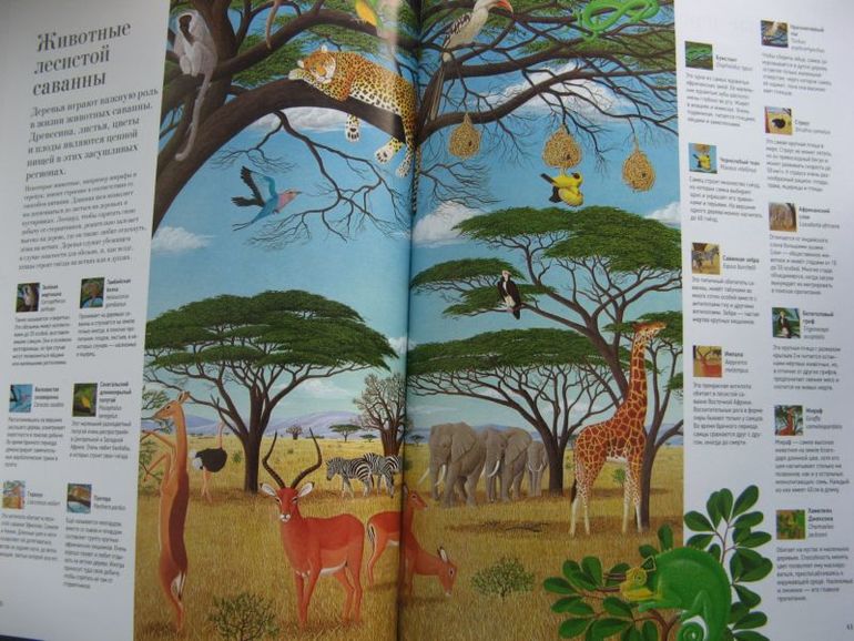 Большая книга о лесах и деревьях