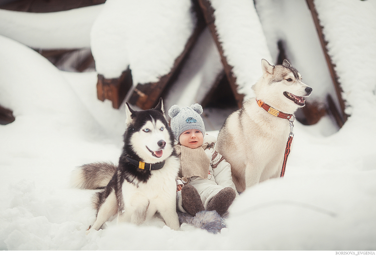 Зимняя прогулка с хасками:)))