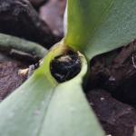 Что с ней и как спасти?