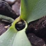 Что с ней и как спасти?