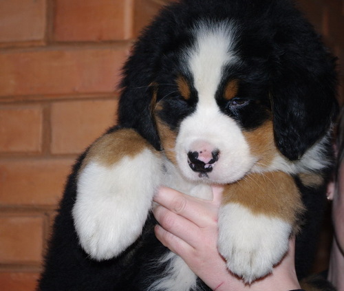 Продается щенок Бернского Зенненхунда!