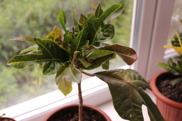 Подскажите названия цветов!