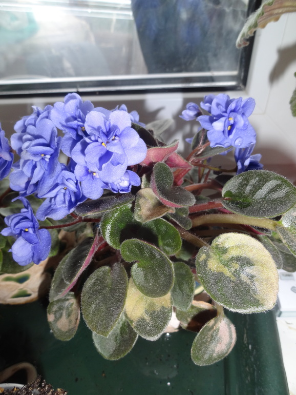 Это трейлер?