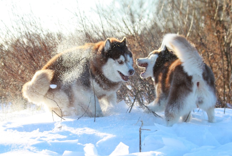 Счастье в малом
