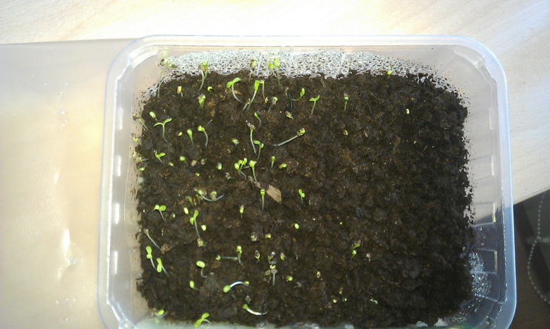 Огород на подоконнике)))