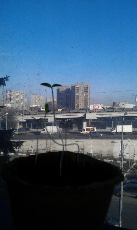 Огород на подоконнике)))